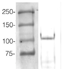 AGO4 | Argonaute 4 in the group Antibodies Plant/Algal  / DNA/RNA/Cell Cycle / microRNA at Agrisera AB (Antibodies for research) (AS09 617)
